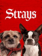 Strays (English)